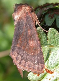 Bronzed Cutworm Bronzed Cutworm